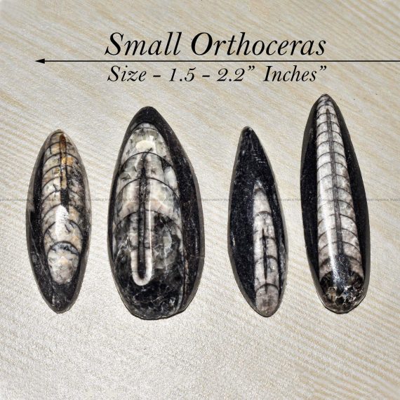 Orthoceras fossil