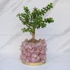 Rose Quartz Crystal Planters