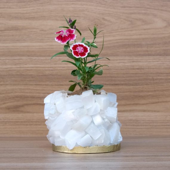Selenite Crystal Planters