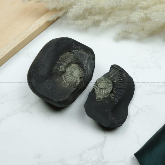Natural Shaligram