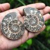 Ammonite Pair