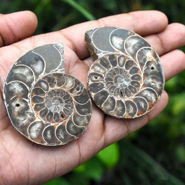 Ammonite Pair