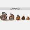Ammonite Pair
