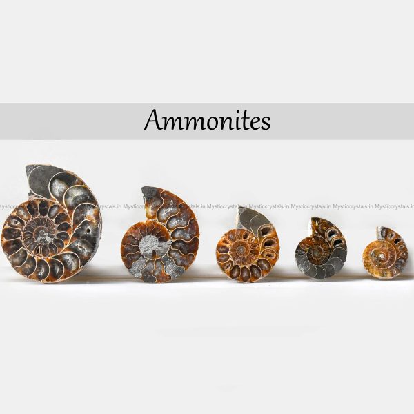 Ammonite Pair
