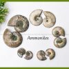 Ammonite Pair