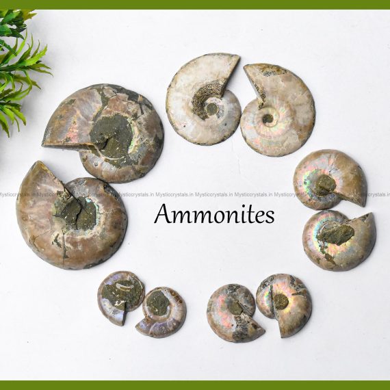 Ammonite Pair