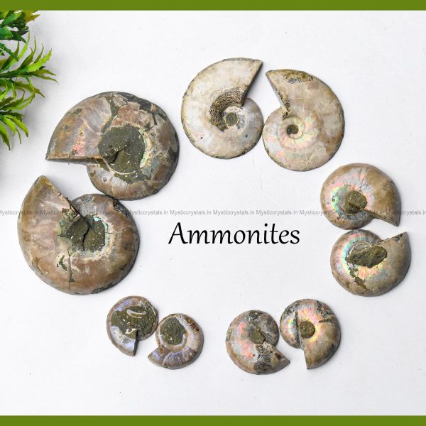 Ammonite Pair
