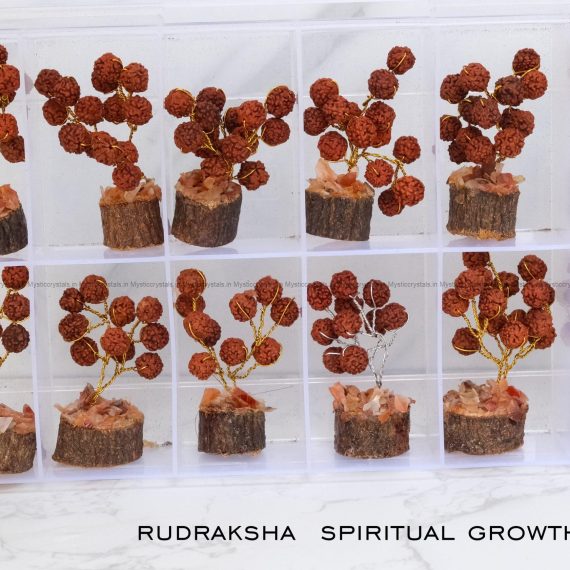 Rudraksha Bonsai Tree Set for Spiritual Growth