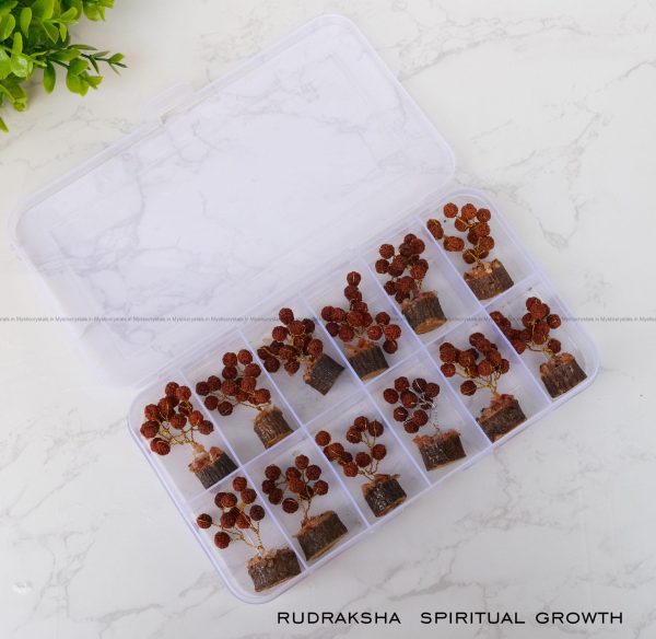 Rudraksha Bonsai Tree Set for Spiritual Growth