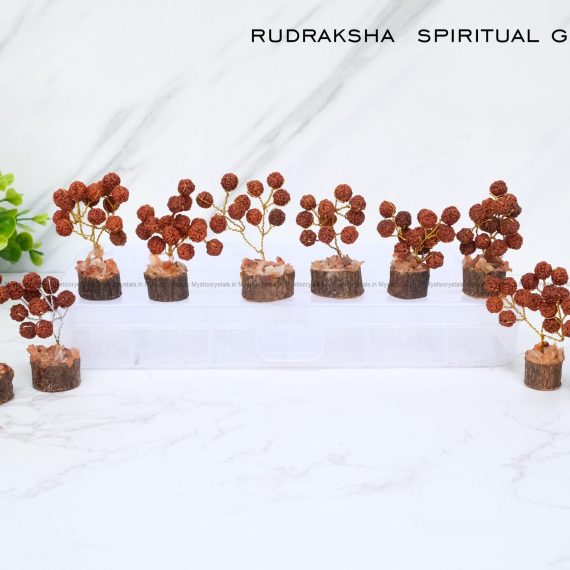 Rudraksha Bonsai Tree Set for Spiritual Growth
