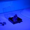 Natural Yooperlite Mineral glow in Blue light