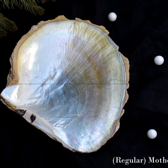 Mother Of Pearl Sea Shell