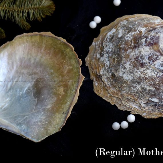 Mother Of Pearl Sea Shell