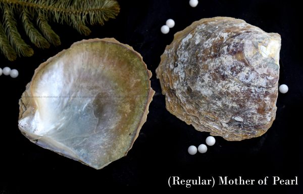 Mother Of Pearl Sea Shell