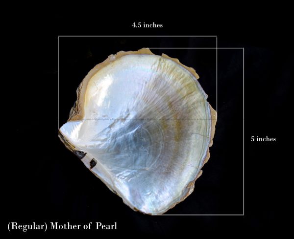 Mother Of Pearl Sea Shell