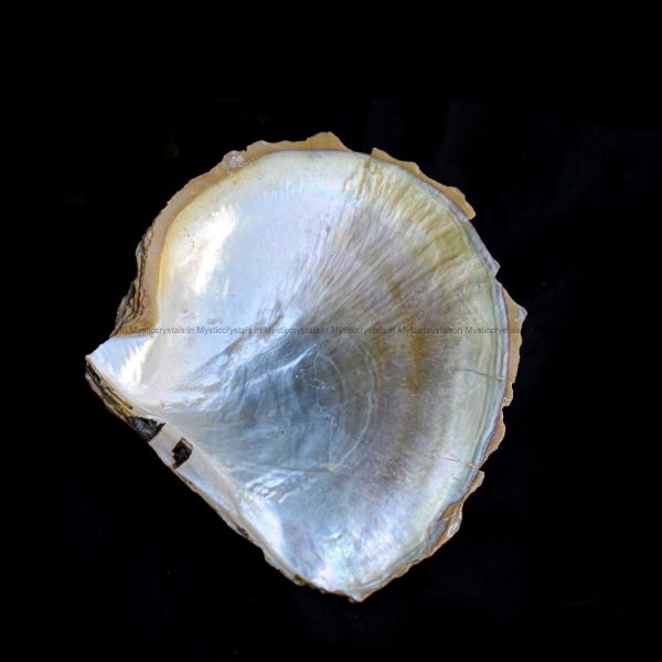Mother Of Pearl Sea Shell