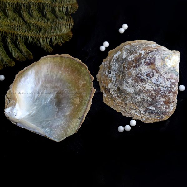 Mother Of Pearl Sea Shell