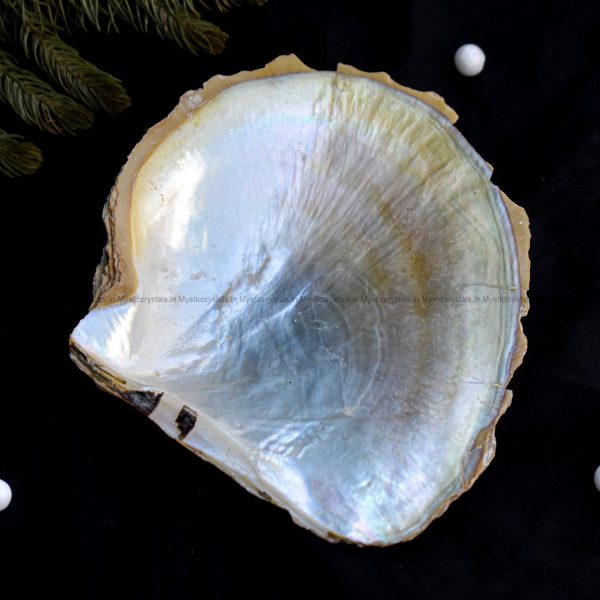 Mother Of Pearl Sea Shell