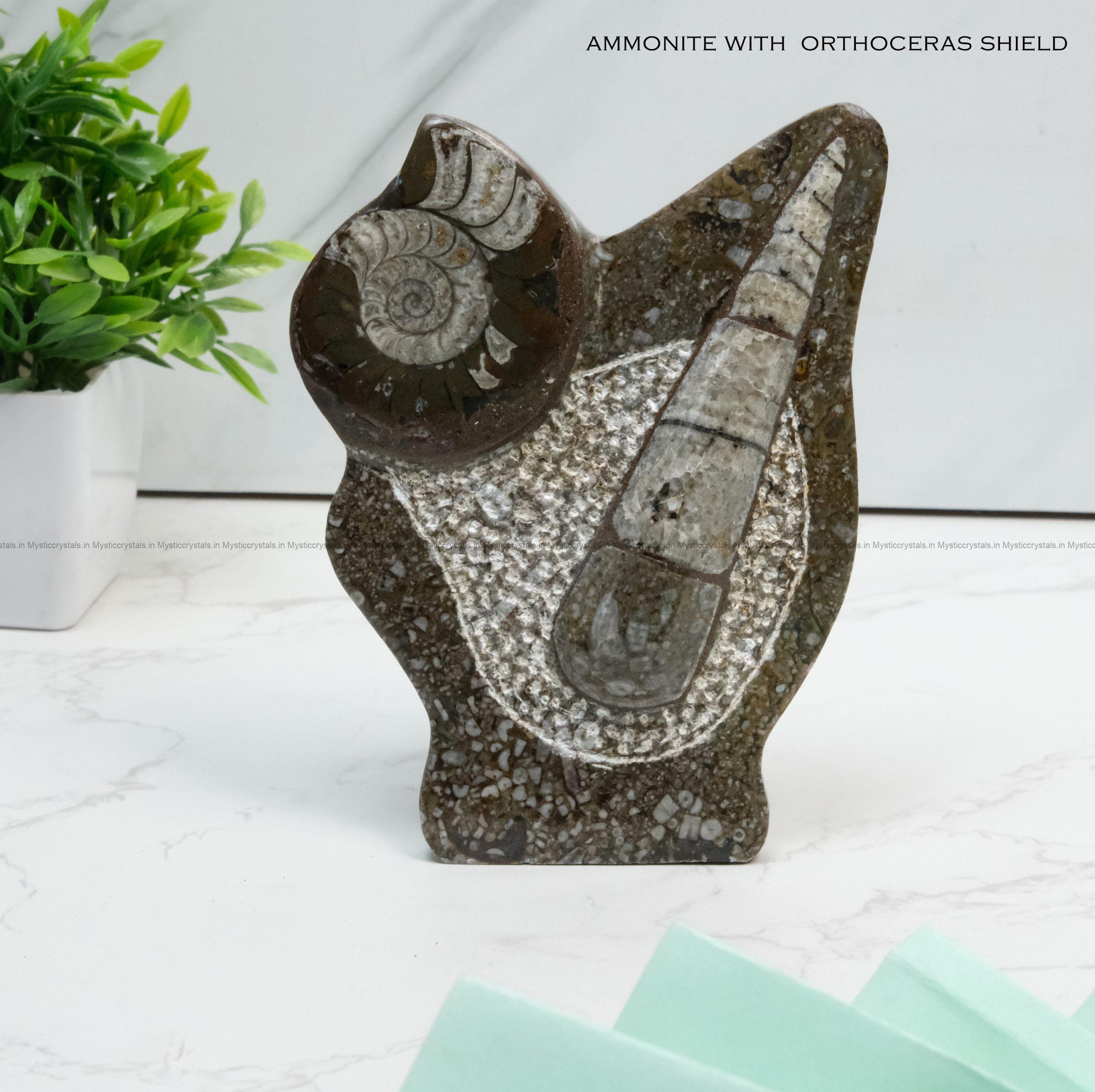 Natural Orthoceras Fossil with Ammonite Shield