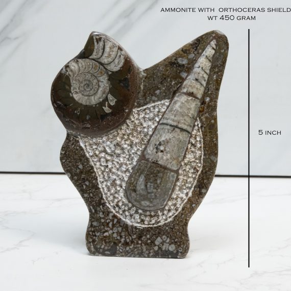 Natural Orthoceras Fossil with Ammonite Shield