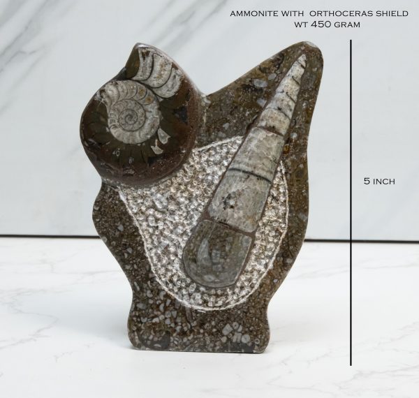 Natural Orthoceras Fossil with Ammonite Shield