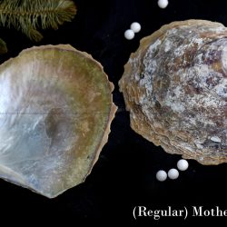 Mother Of Pearl Sea Shell